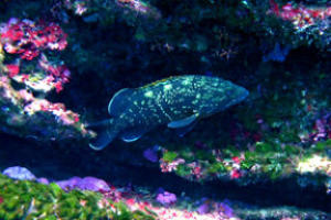 marine life during padi deep diver specialty