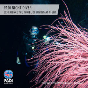 padi night diver specialty course on the costa blanca