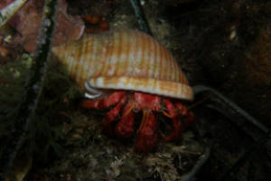 marine life during padi night dive specialty