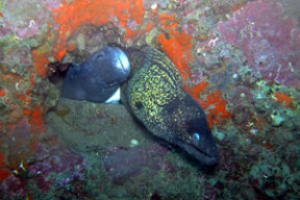moray and conger eel in wall of naranjito wreck
