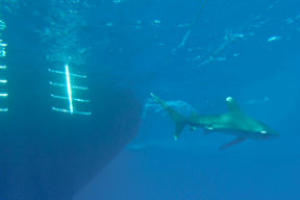 padi boat diver specialty with scubaworld