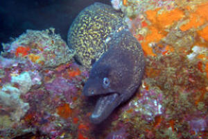 marine life during padi msd challenge on the costa blanca