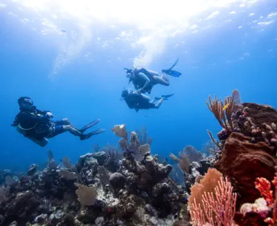 become a padi pro and do your divemaster course