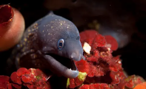 diving with scubaworld