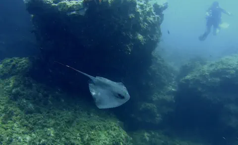 diving with scubaworld