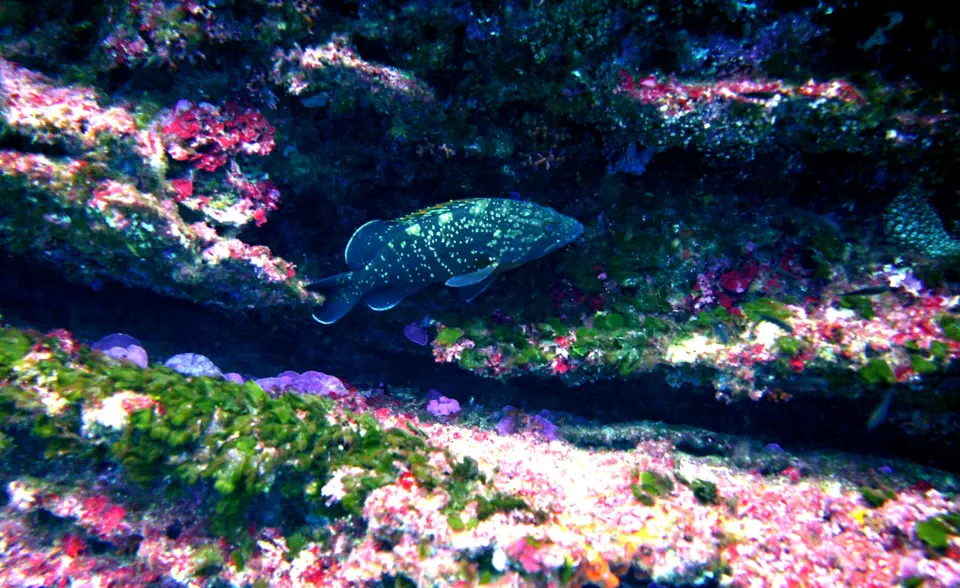 diving with scubaworld