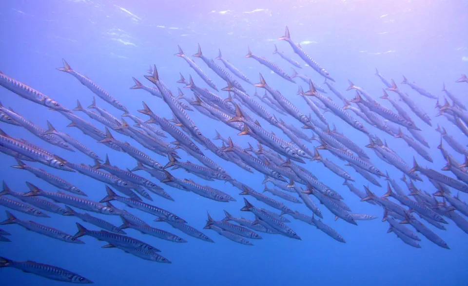 diving with scubaworld