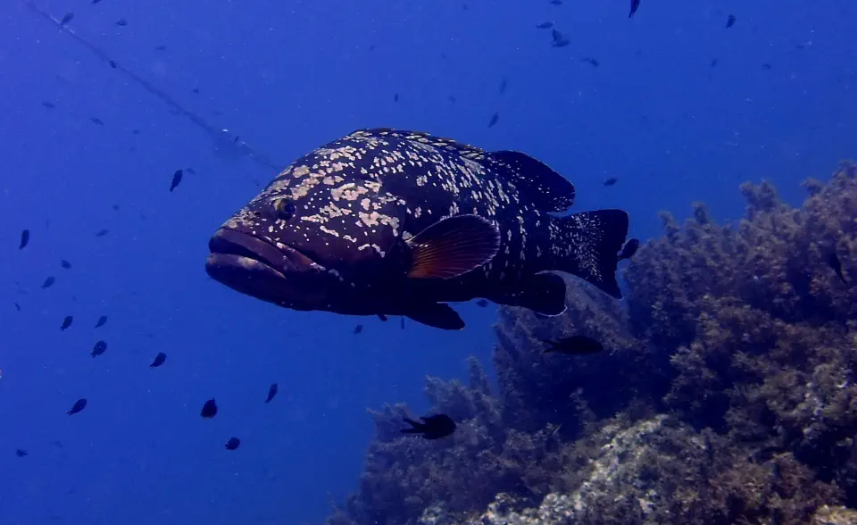 diving with scubaworld