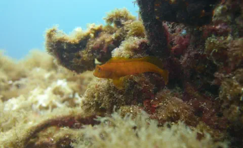 diving with scubaworld