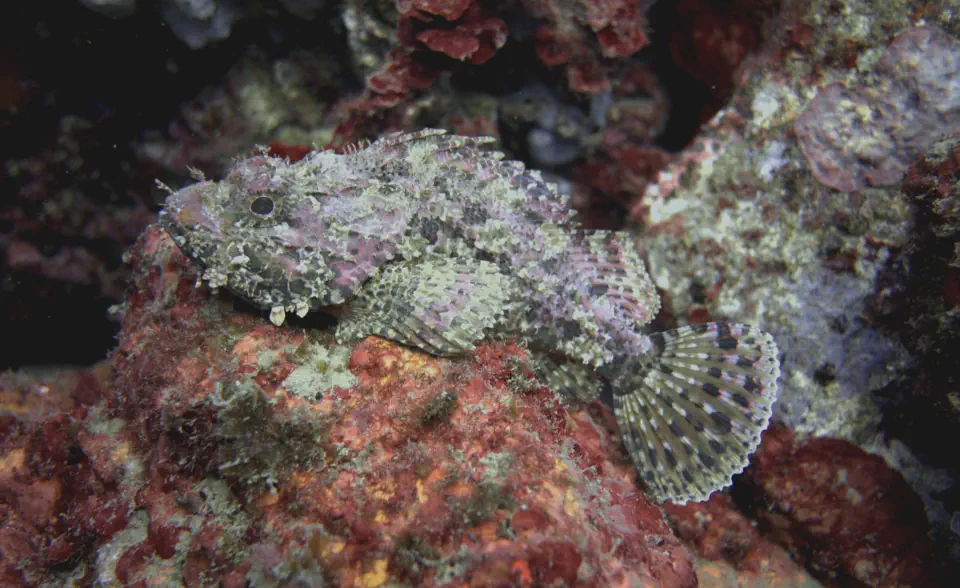 diving with scubaworld