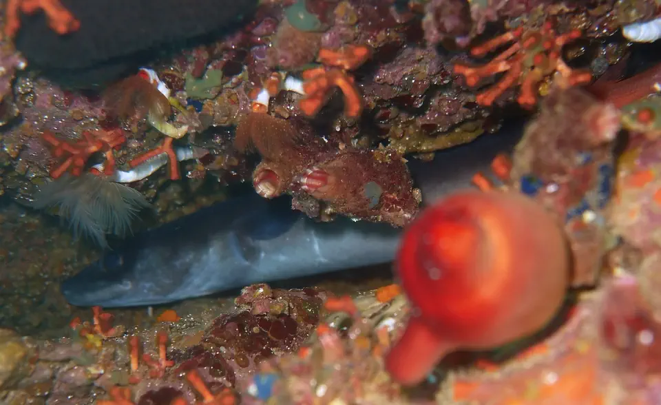 diving with scubaworld