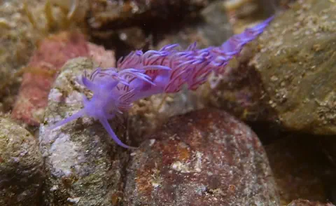 diving with scubaworld