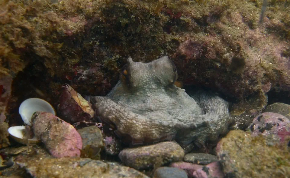 diving with scubaworld