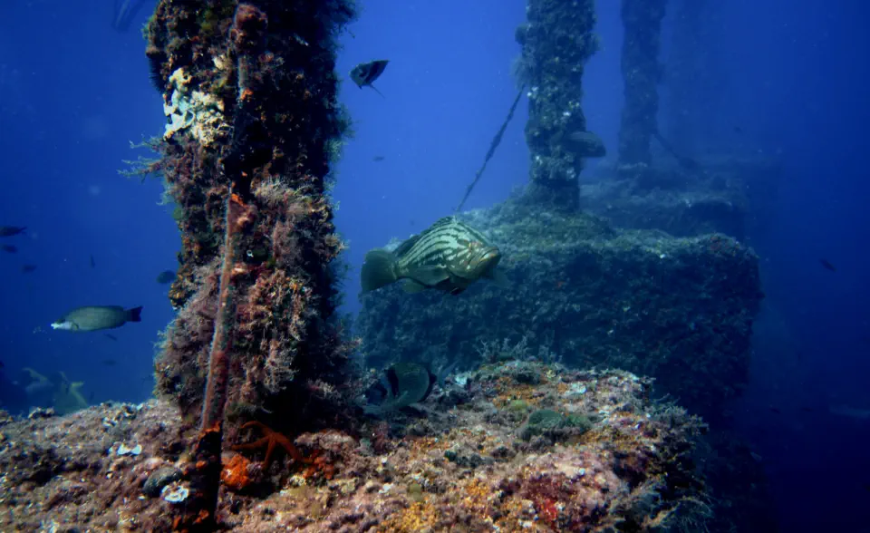 diving with scubaworld