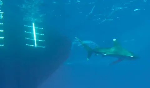 padi boat diver specialty