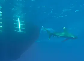 padi boat diver specialty